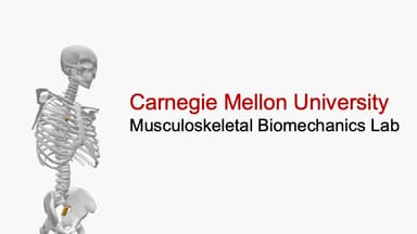 Musculoskeletal Biomechanics Lab logo
