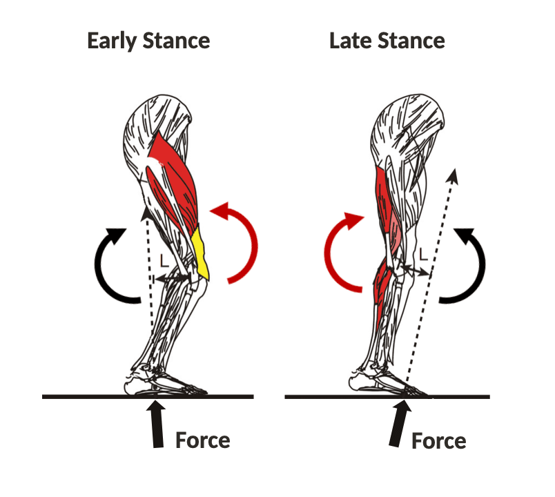 Dynamic Knee Joint Stiffness 1 And 2 Years Post Anterior Cruciate Ligament Reconstruction